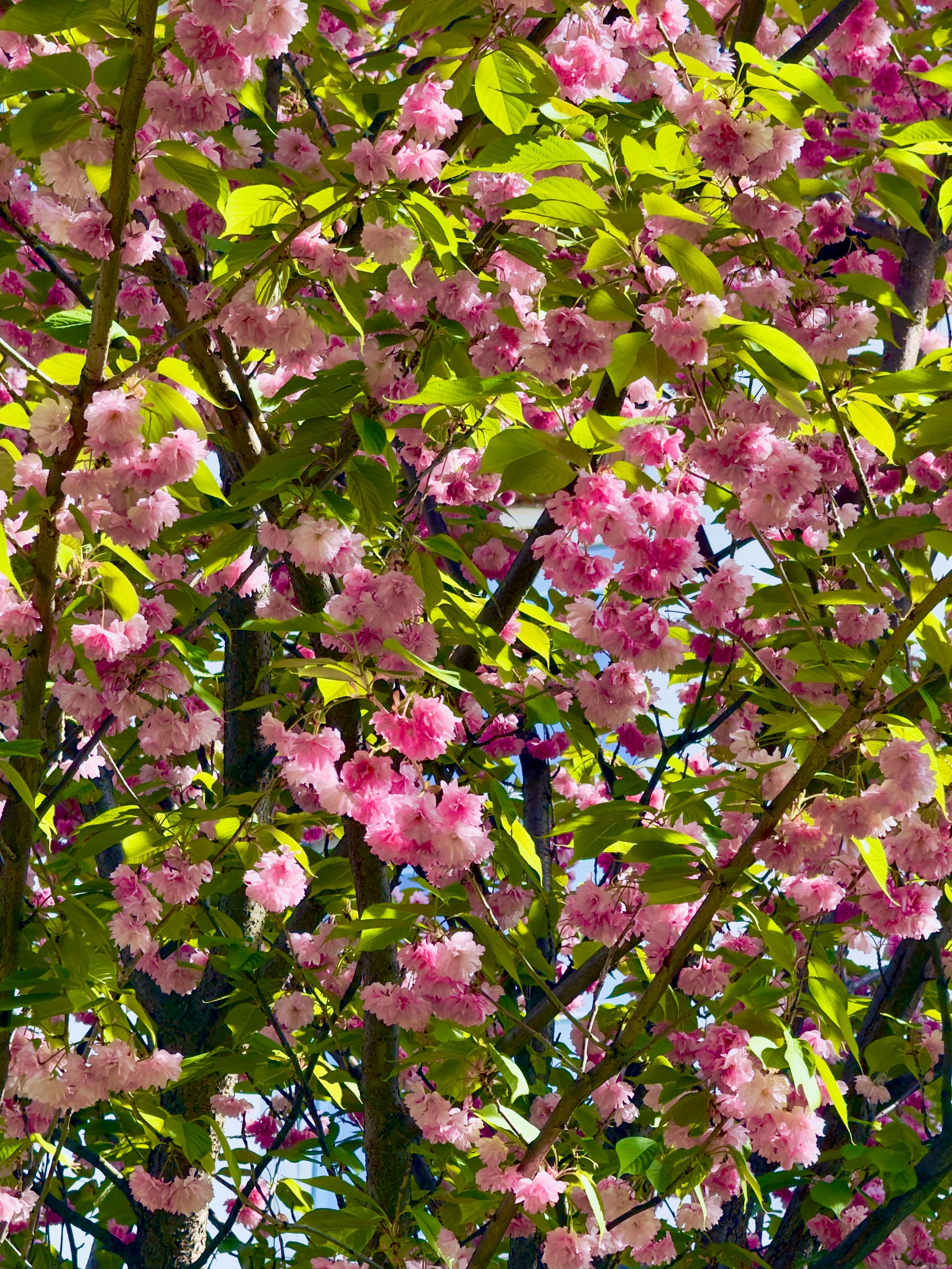 Beautiful pink Kanzan cherry blossoms in full bloom during spring.