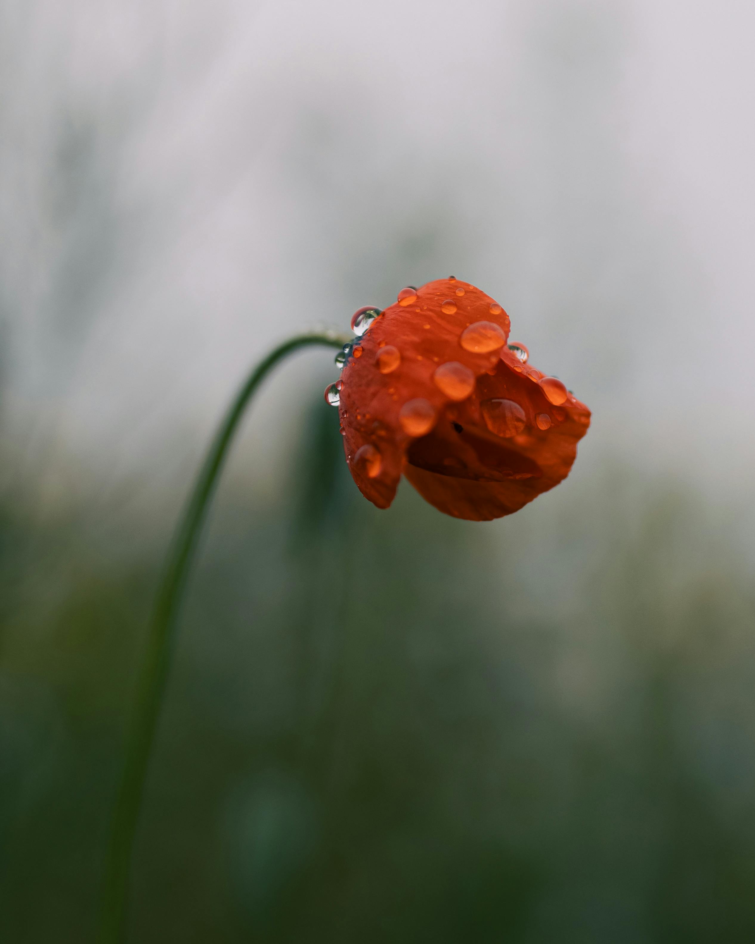 Gratuit O floare roșie vibrantă cu picături de rouă, care se aplecă elegant într-un cadru natural luxuriant. Imagine perfectă de primăvară. Fotografie de stoc
