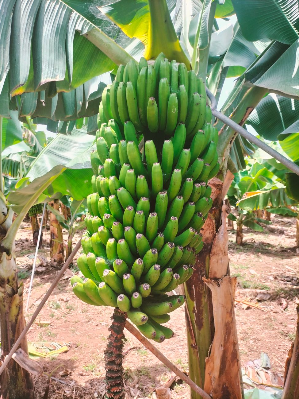 Vibrant green bananas growing on a plantation under sunlight.