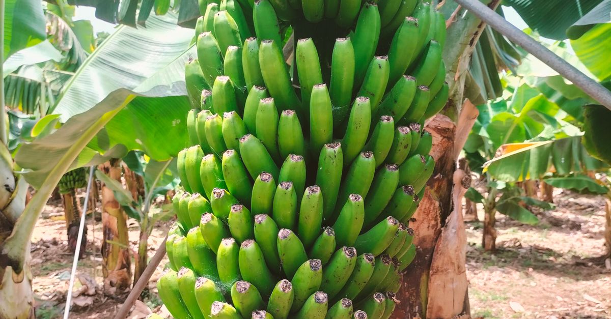 ¿Qué papel tienen el banano y otros cultivos en la historia económica de Honduras? ¿Qué papel tienen el banano y otros cultivos en la historia económica de Honduras?