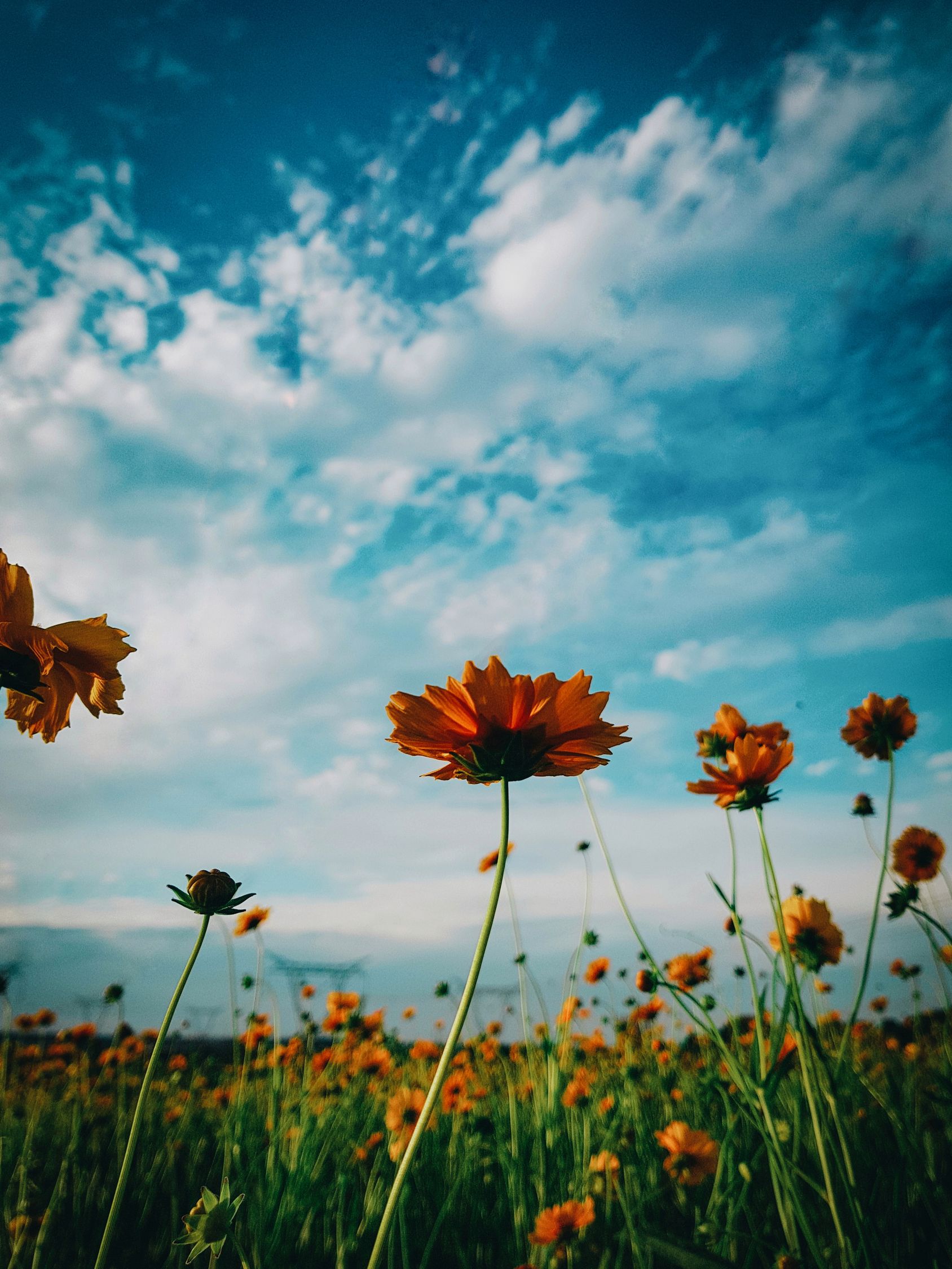 Field Of Orange Flowers Free Stock Photo field-of-orange-flowers-free-stock-photo