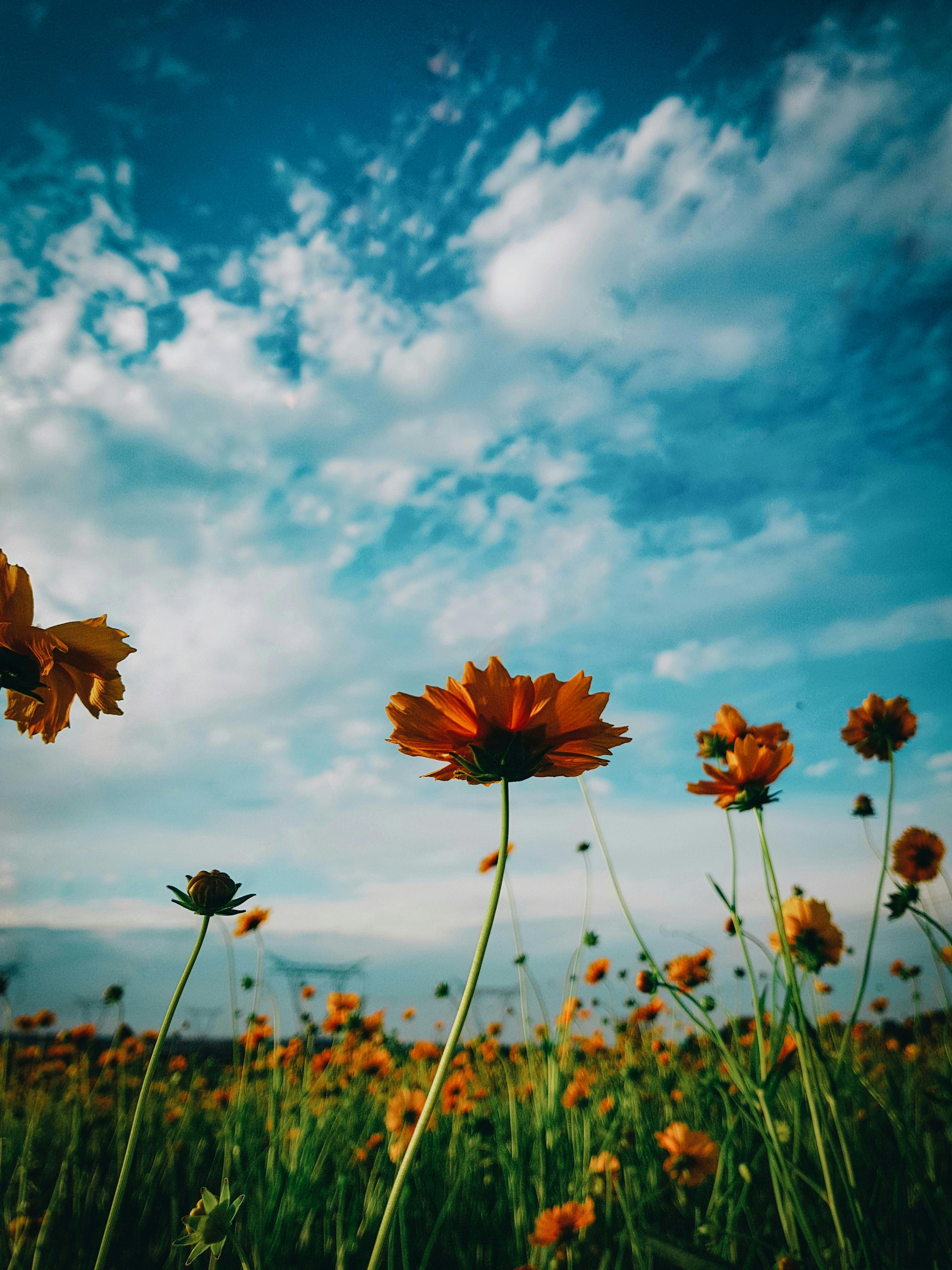 Field of Orange Flowers · Free Stock Photo