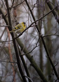 siskin greenfinch bird