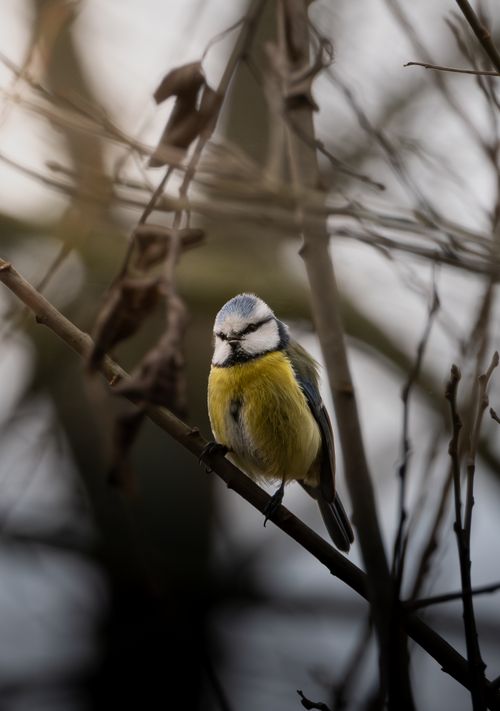 Free A blue tit bird perches serenely on a winter branch. Close-up nature shot. Stock Photo