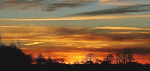 Silhouette of Trees during Golden Hour