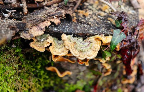 Free Vibrant fungi growing on a decomposing log, showcasing nature's intricate patterns. Stock Photo