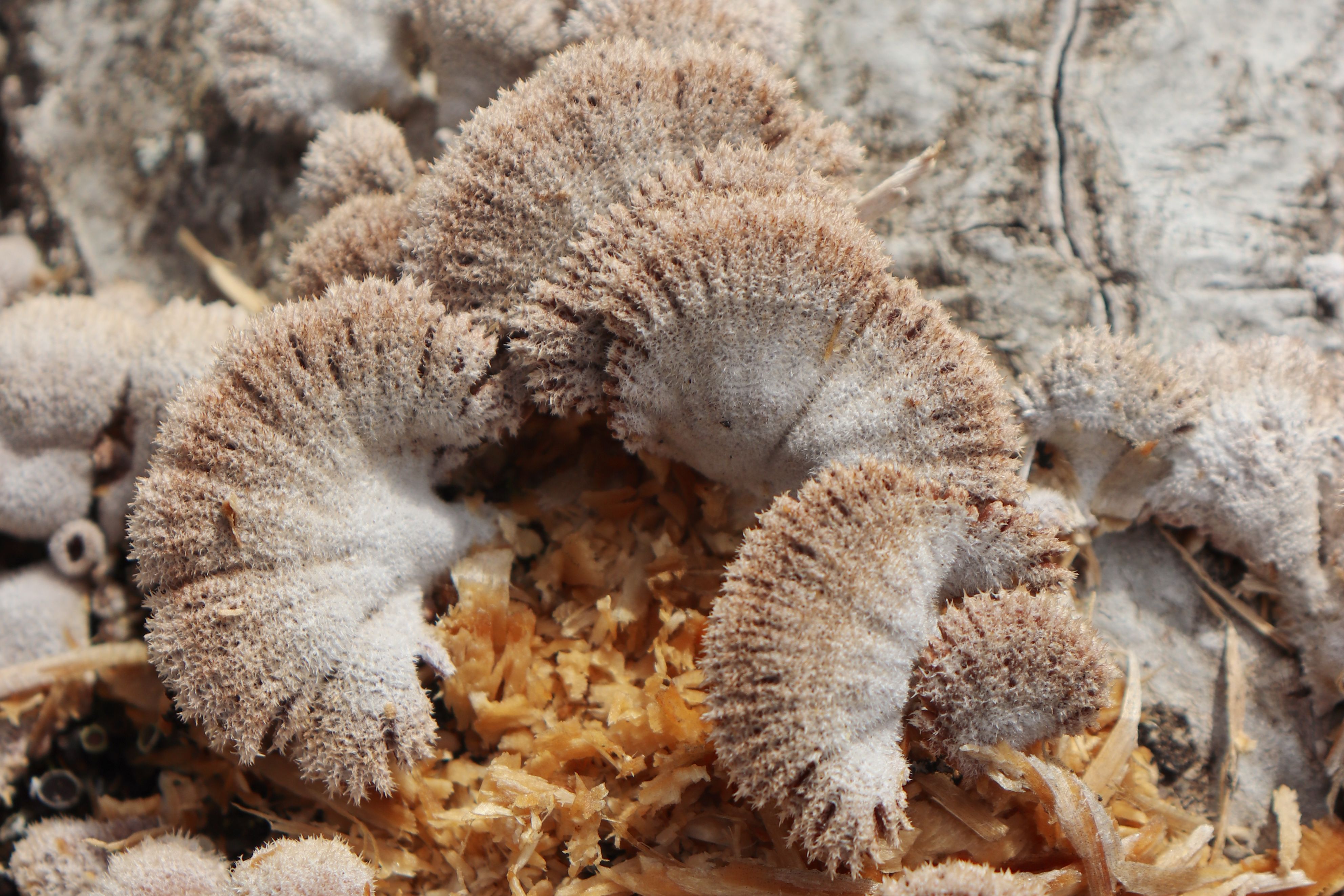 Detailed macro shot of brown fungi growing on wood, showcasing unique textures.