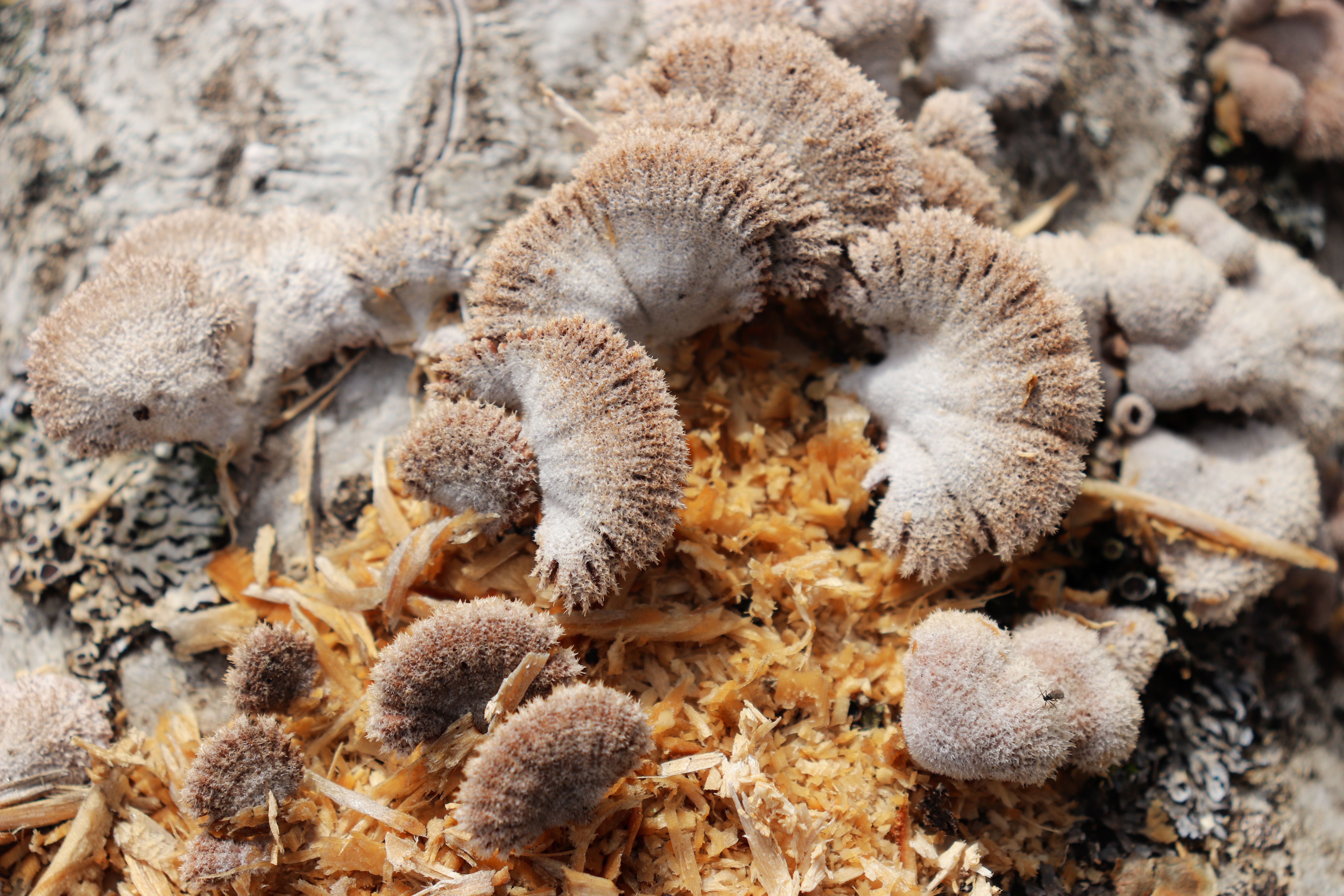 Detailed macro shot of Lentinus Crinitus fungi growing on decaying wood with sawdust visible.