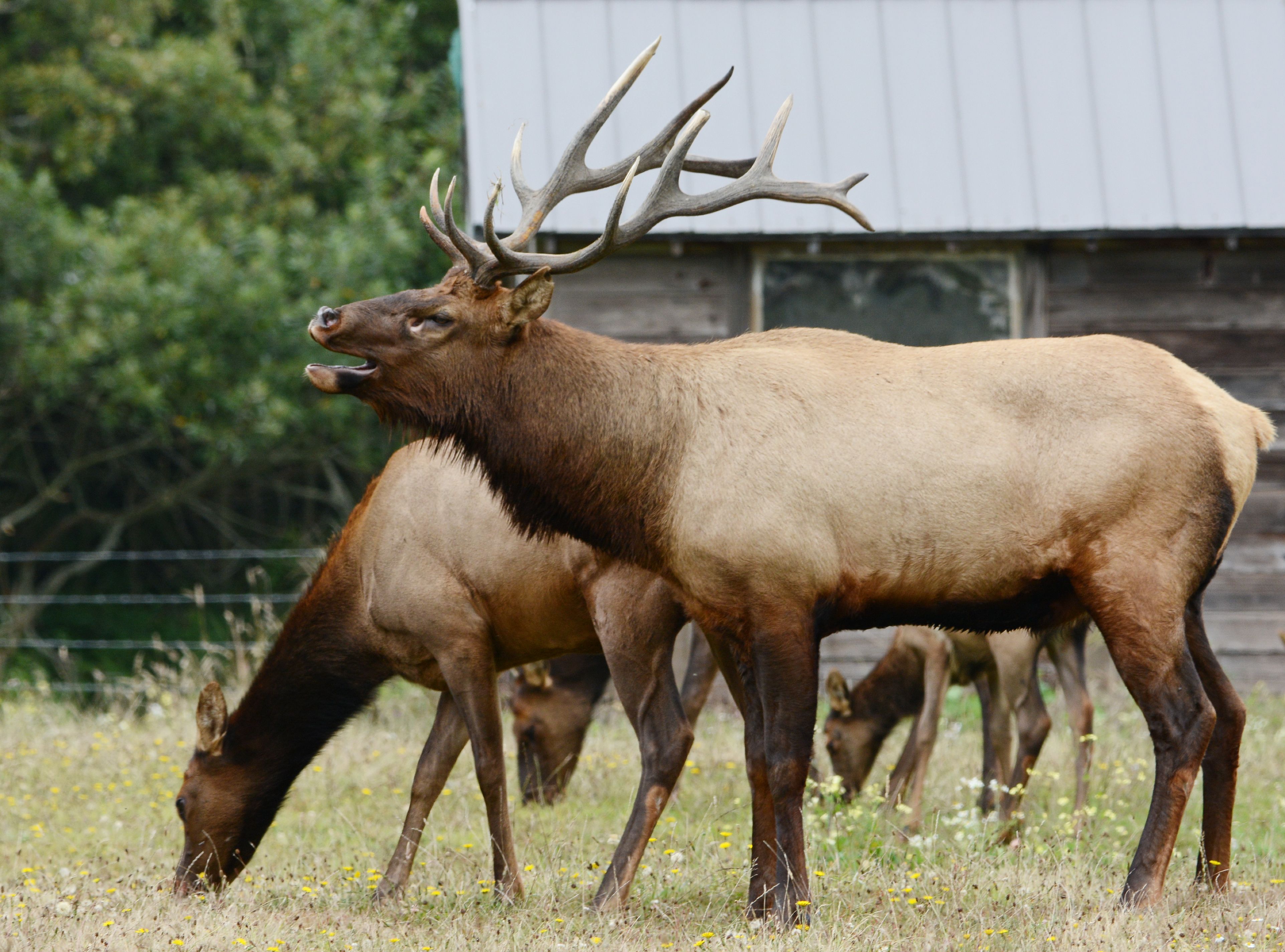 Elk