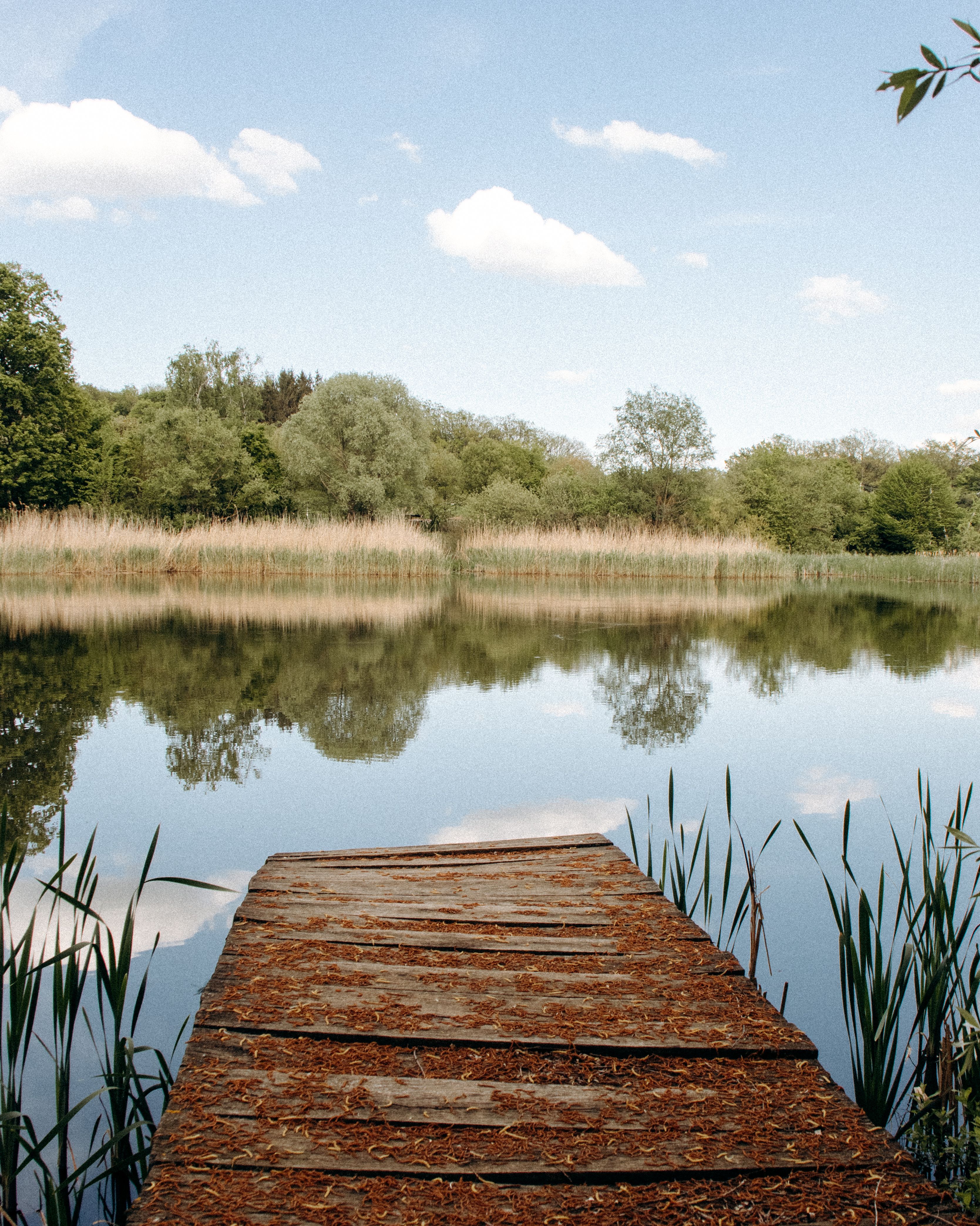 Serene Lake View from a Wooden Pier · Free Stock Photo