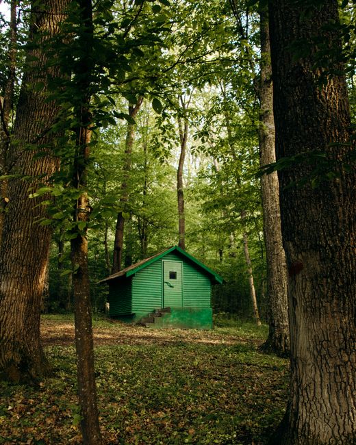 Green wooden cabin nestled among tall trees in a dense forest during the day.