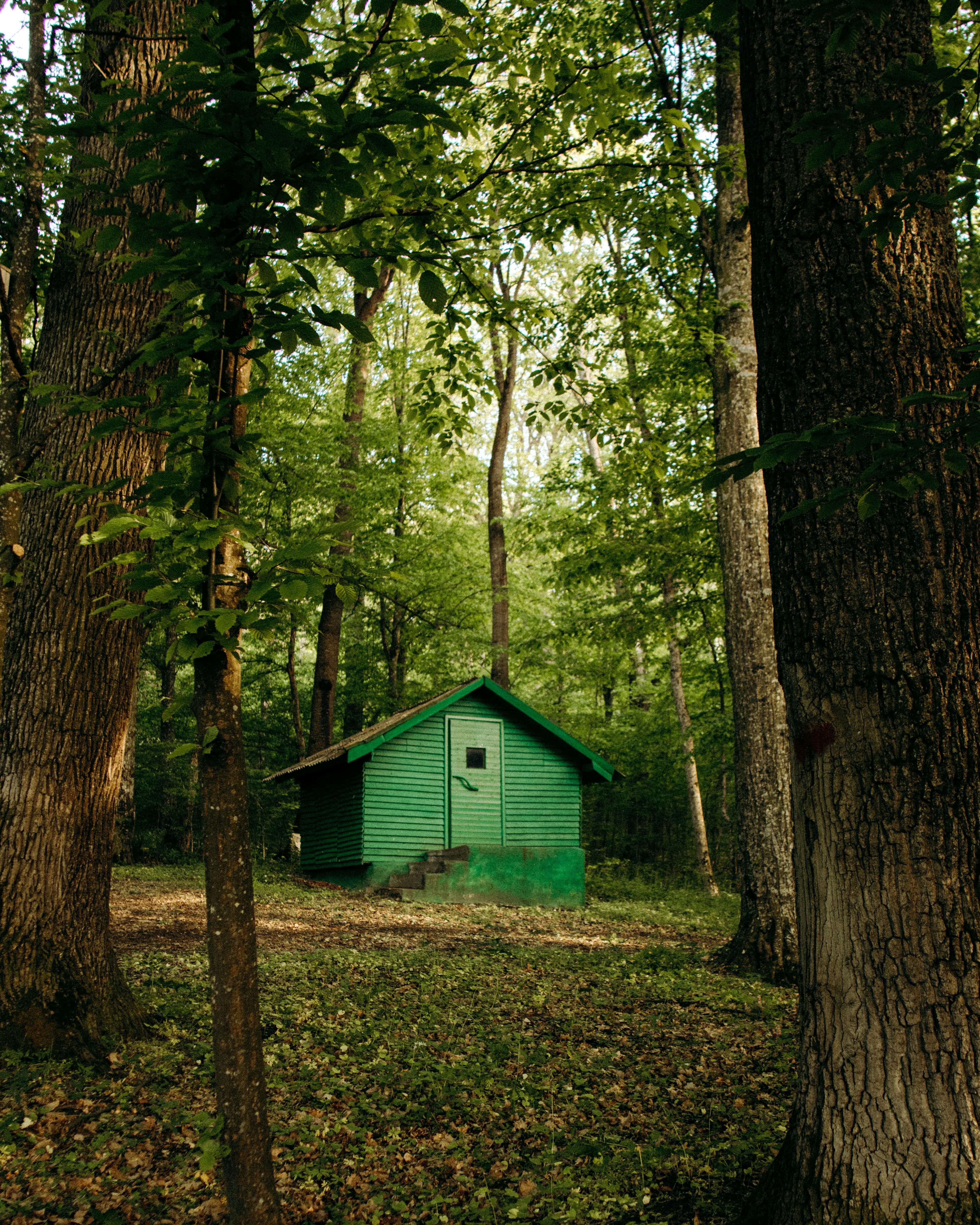 Gratis Kabin kayu hijau yang terletak di antara pepohonan tinggi di hutan lebat pada siang hari. Foto Stok