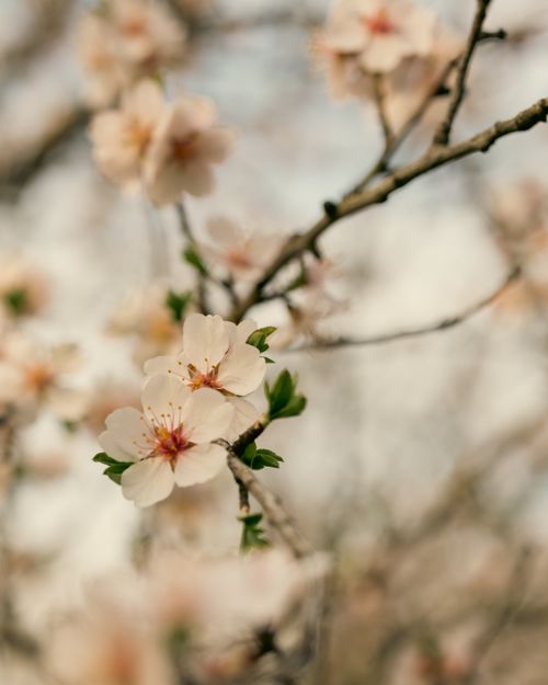 Free Close-up of delicate almond blossoms in early spring showing nature's renewal. Stock Photo