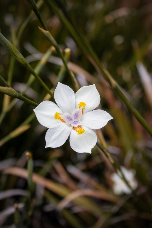 Free A detailed close-up of a delicate white flower with yellow centers captured outdoors in Ciudad de México. Stock Photo