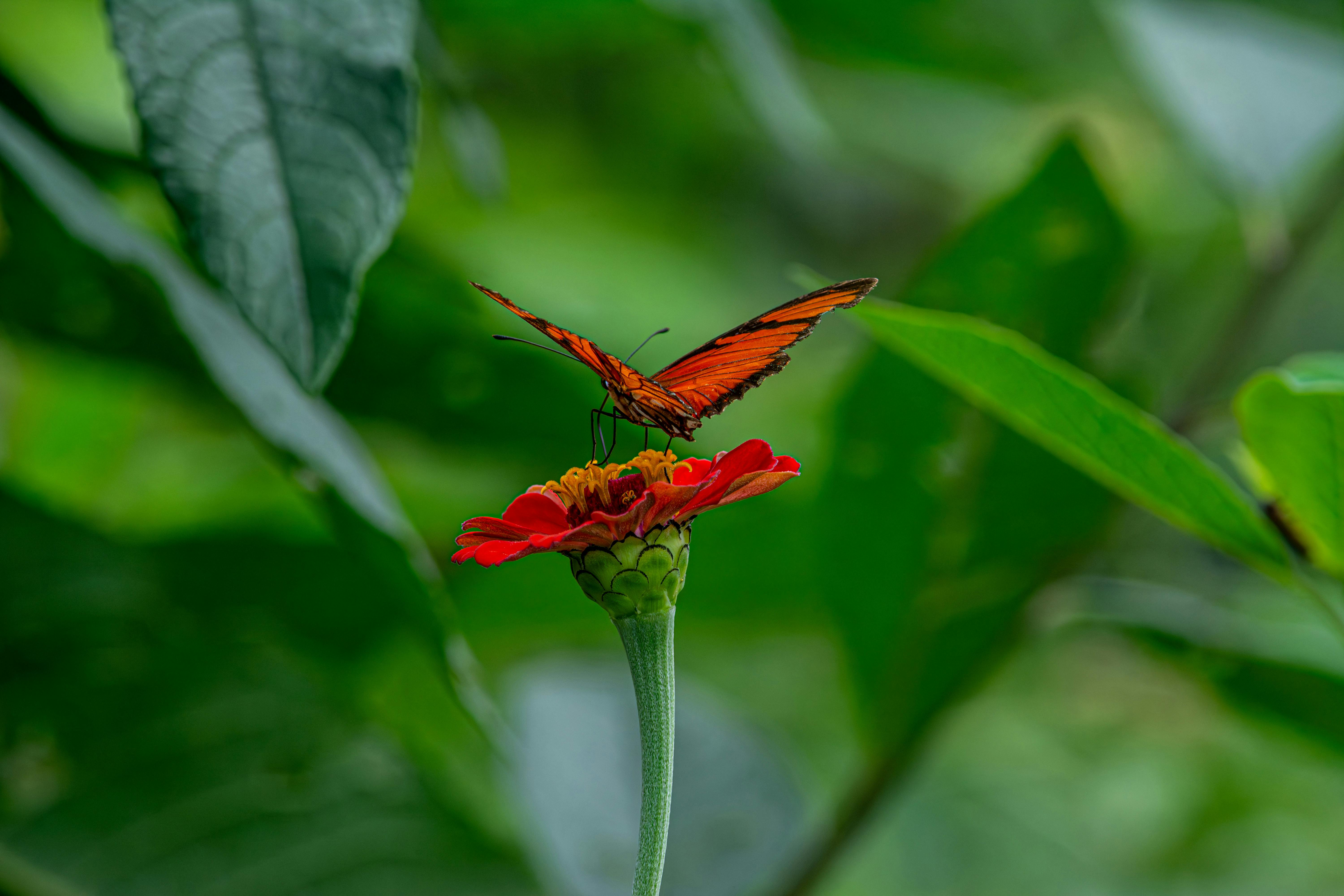 A stunning orange butterfly perches on a vibrant red flower, surrounded by lush greenery in Minas Ge