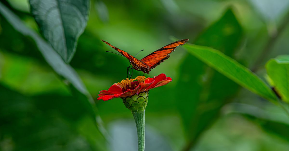 A stunning orange butterfly perches on a vibrant red flower, surrounded by lush greenery in Minas Ge