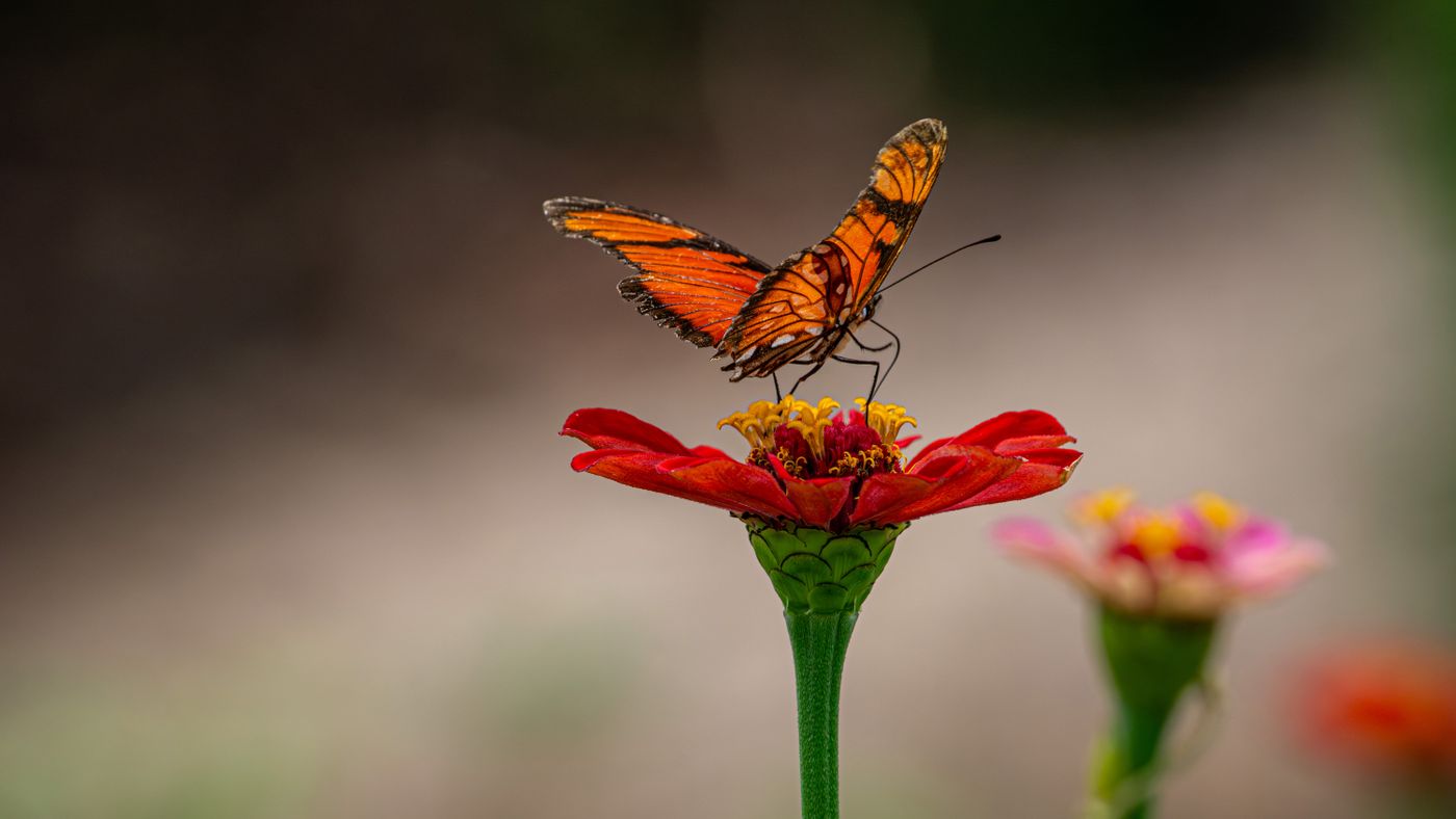 Building a Butterfly Habitat: Shelter, Water and the Full Lifecycle