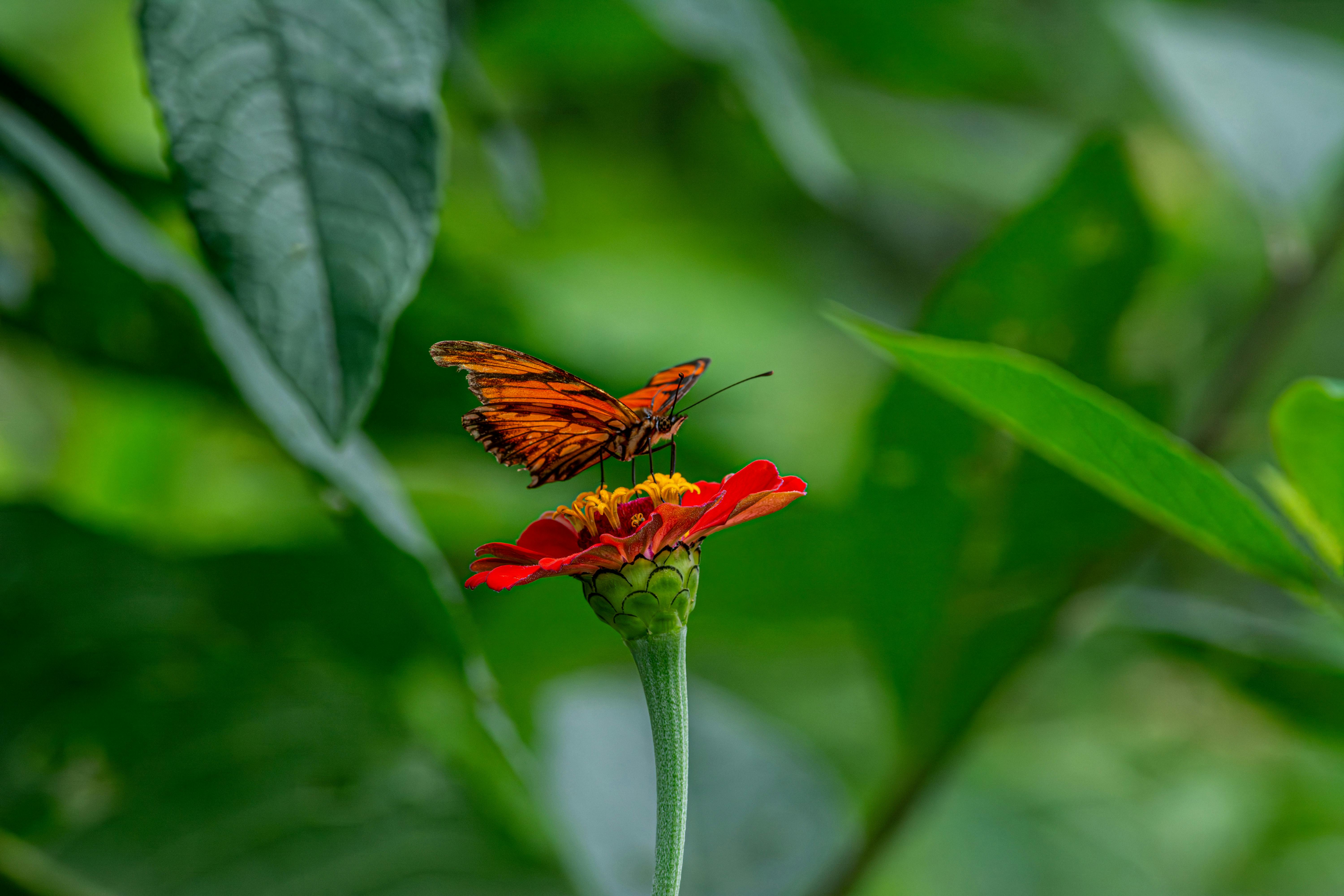 Stunning orange butterfly perched on a bright red zinnia in a lush green garden setting.