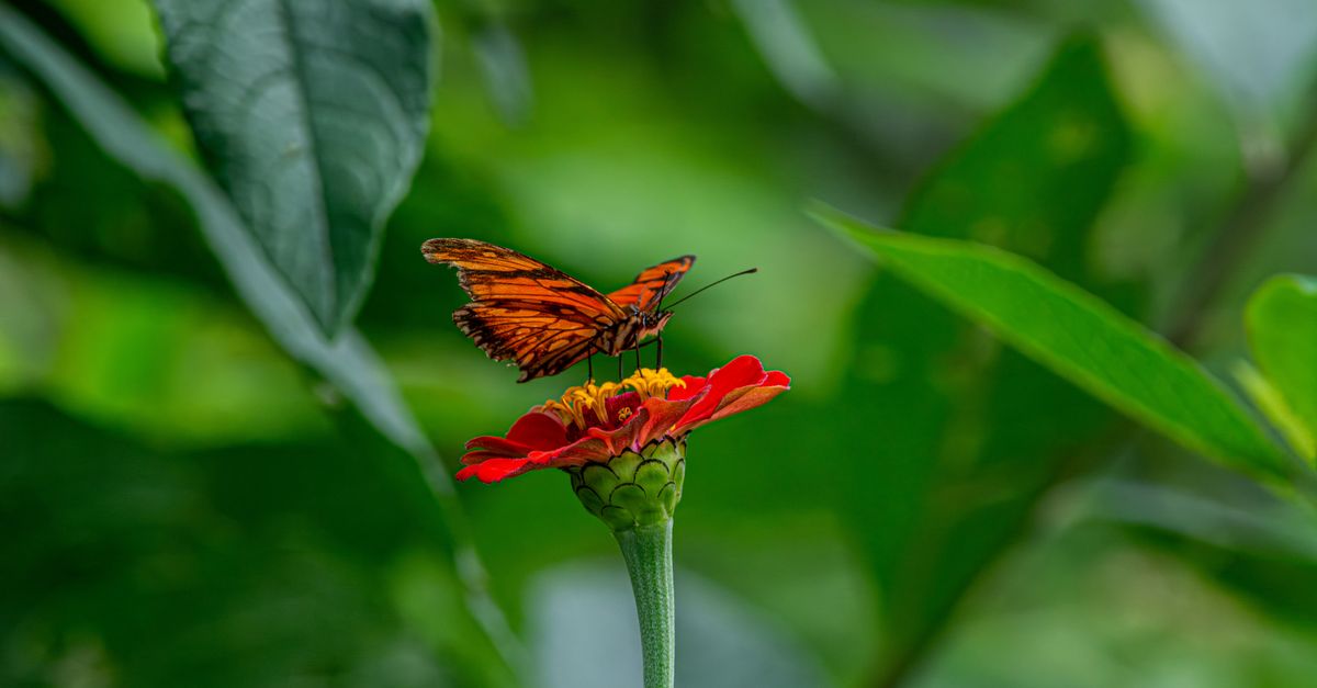 Stunning orange butterfly perched on a bright red zinnia in a lush green garden setting.