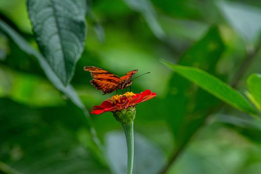 Stunning orange butterfly perched on a bright red zinnia in a lush green garden setting.