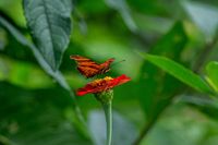Butterfly on a zinnia by Jerson Martins on Pexels