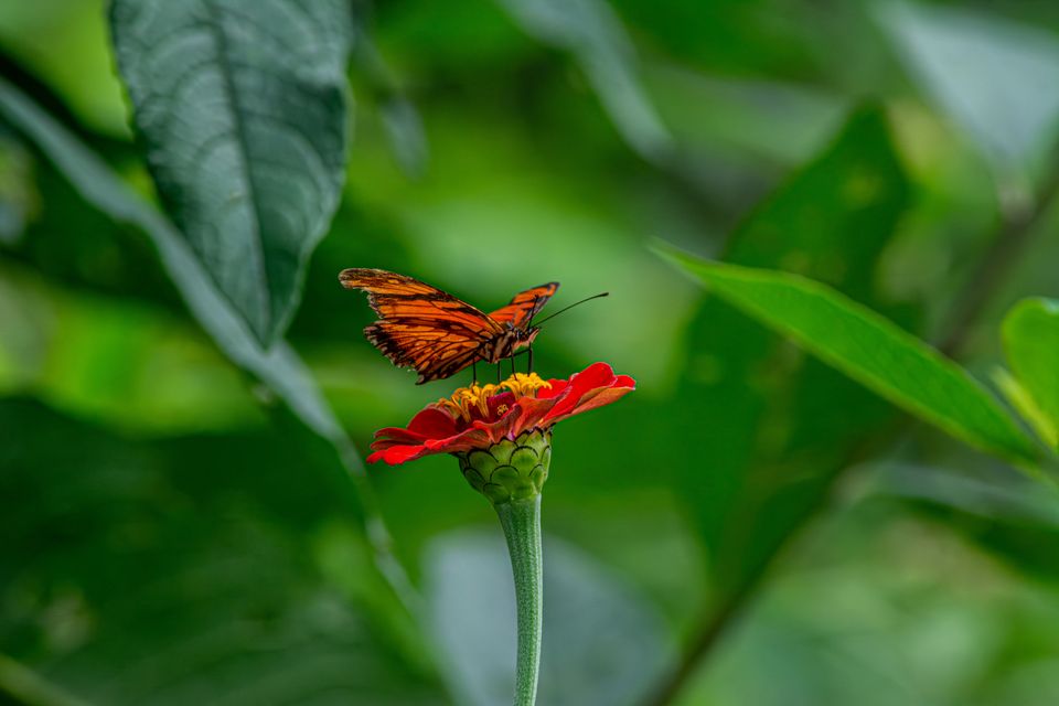 Vista del jardín interior del Mariposario con plantas nectaríferas y hospederas nativas