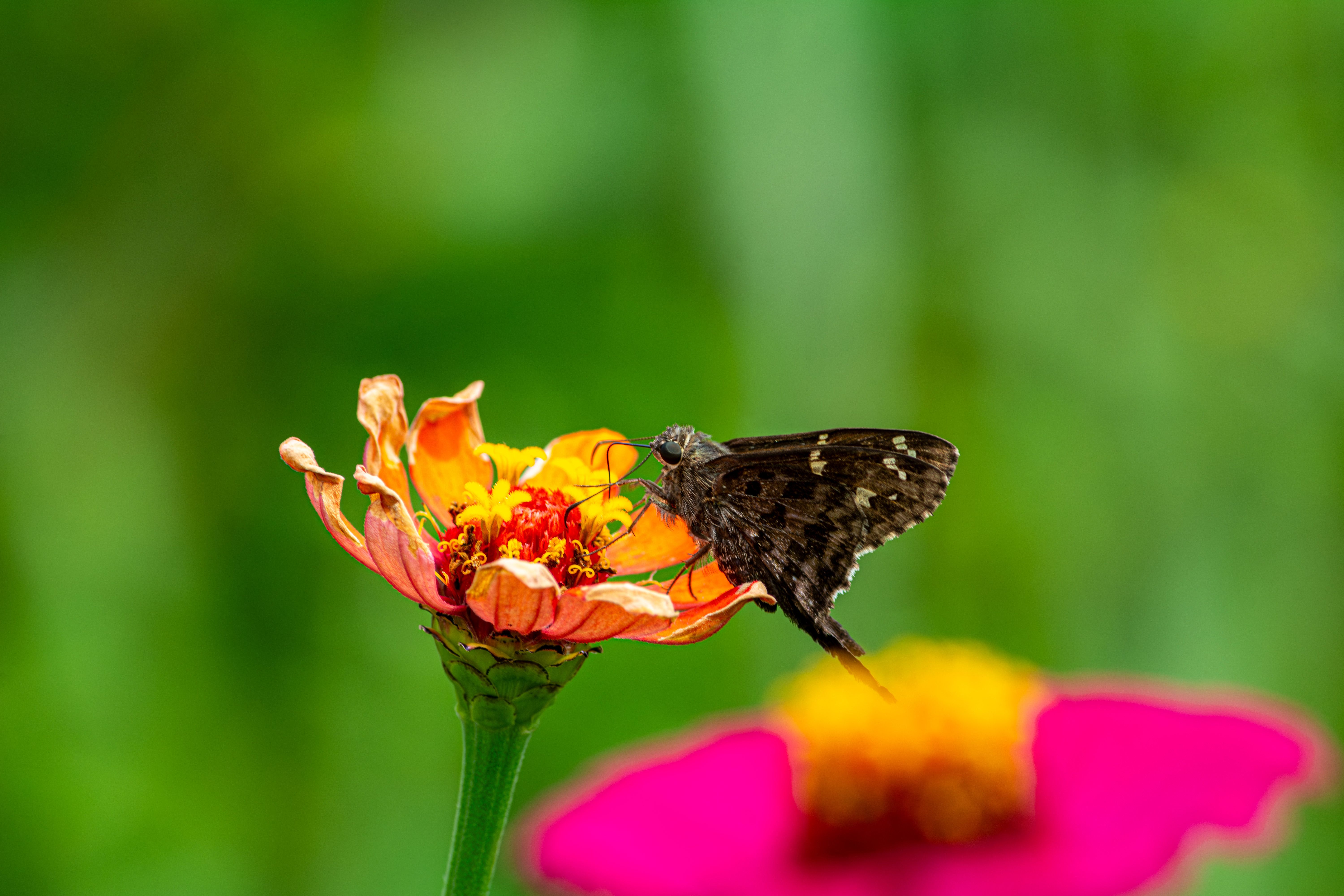 Close-up of a Butterfly on Zinnia Flower · Free Stock Photo