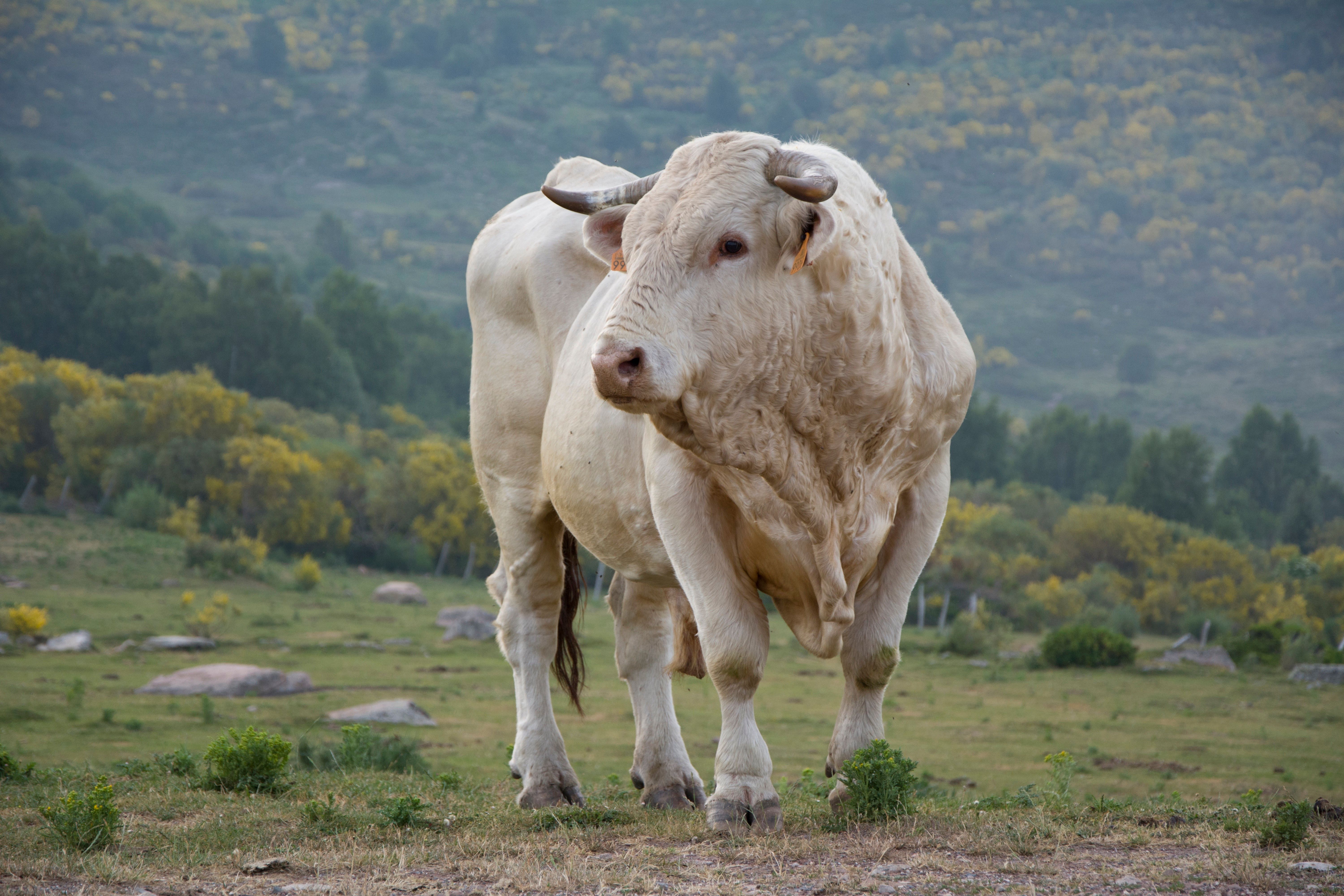 Majestic Bull in Natural Pastoral Landscape · Free Stock Photo