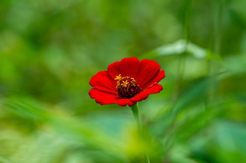 Free Close-up of a vibrant red zinnia flower with a blurred natural background, showcasing botanical beauty. Stock Photo