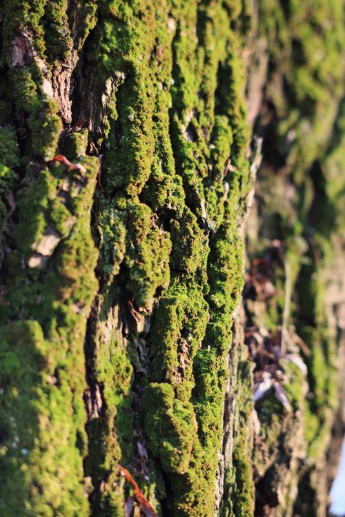 Free Detailed macro shot of green moss growing on tree bark in Bucharest, Romania. Stock Photo