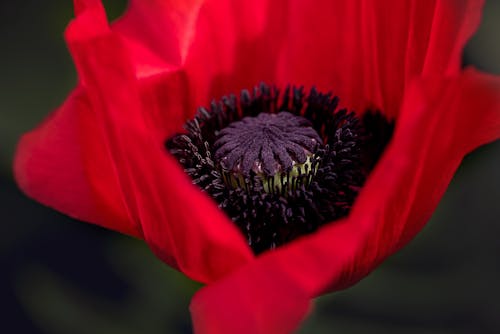 红罂粟花朵的特写摄影