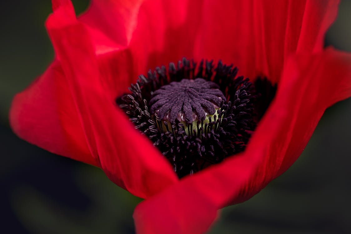 免費 紅罌粟花朵的特寫攝影 圖庫相片