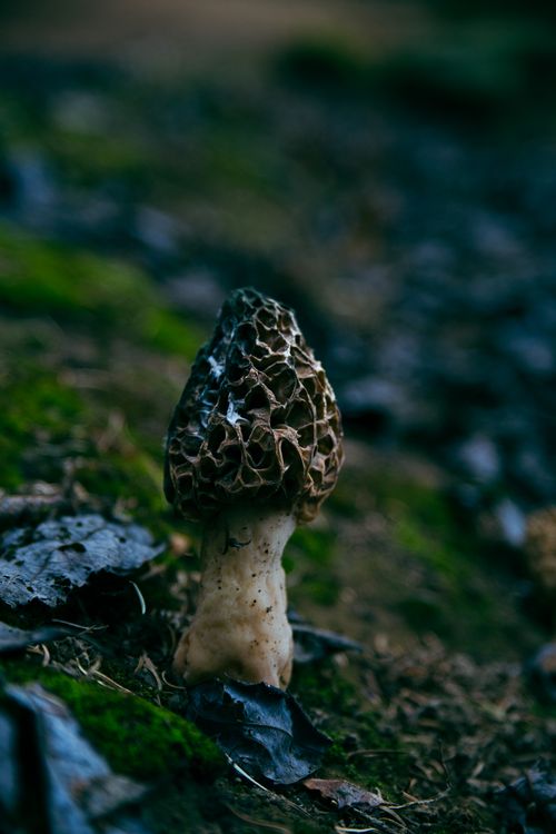A morel on a mossy forest floor
