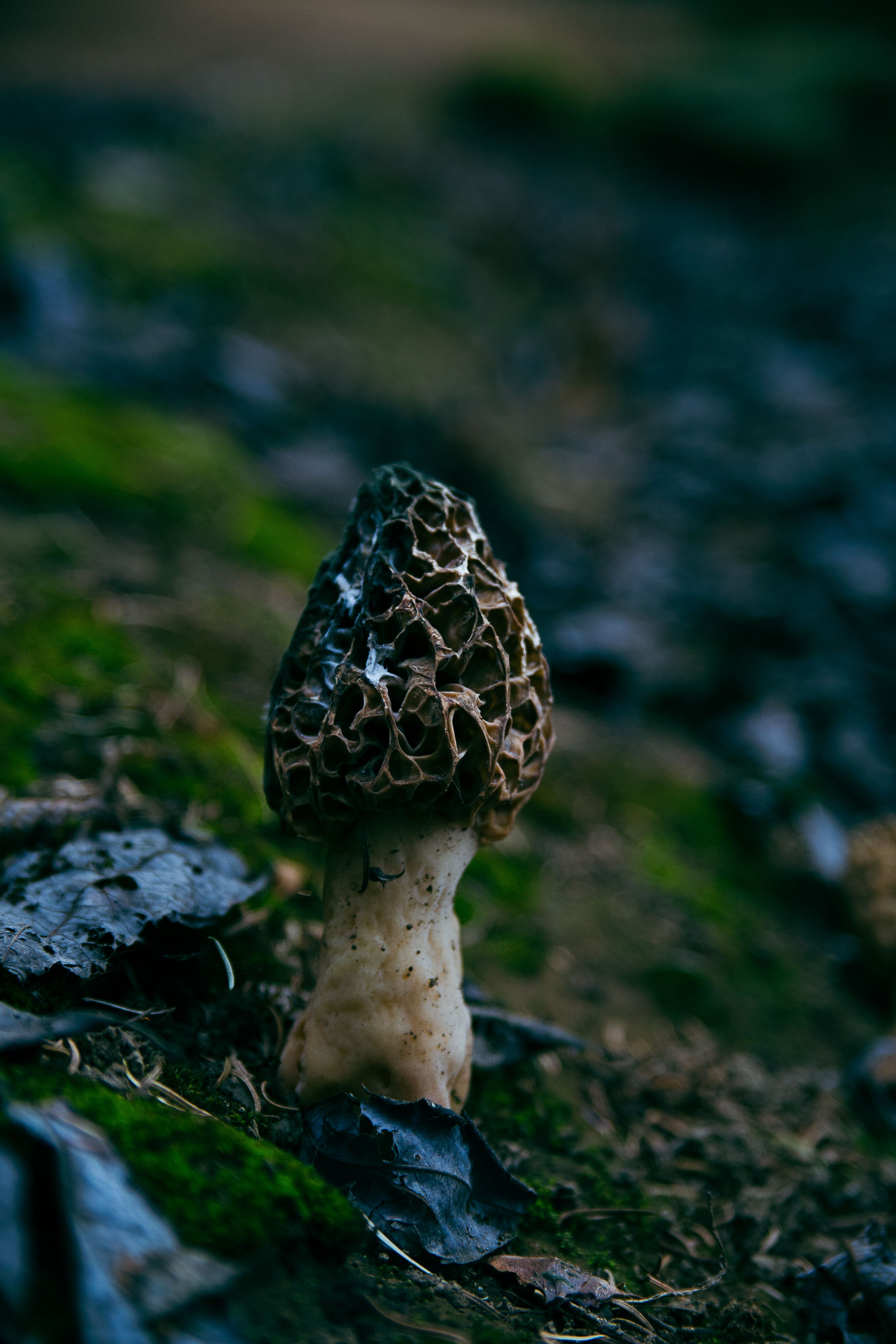 Close-up of a Common Morel Mushroom · Free Stock Photo