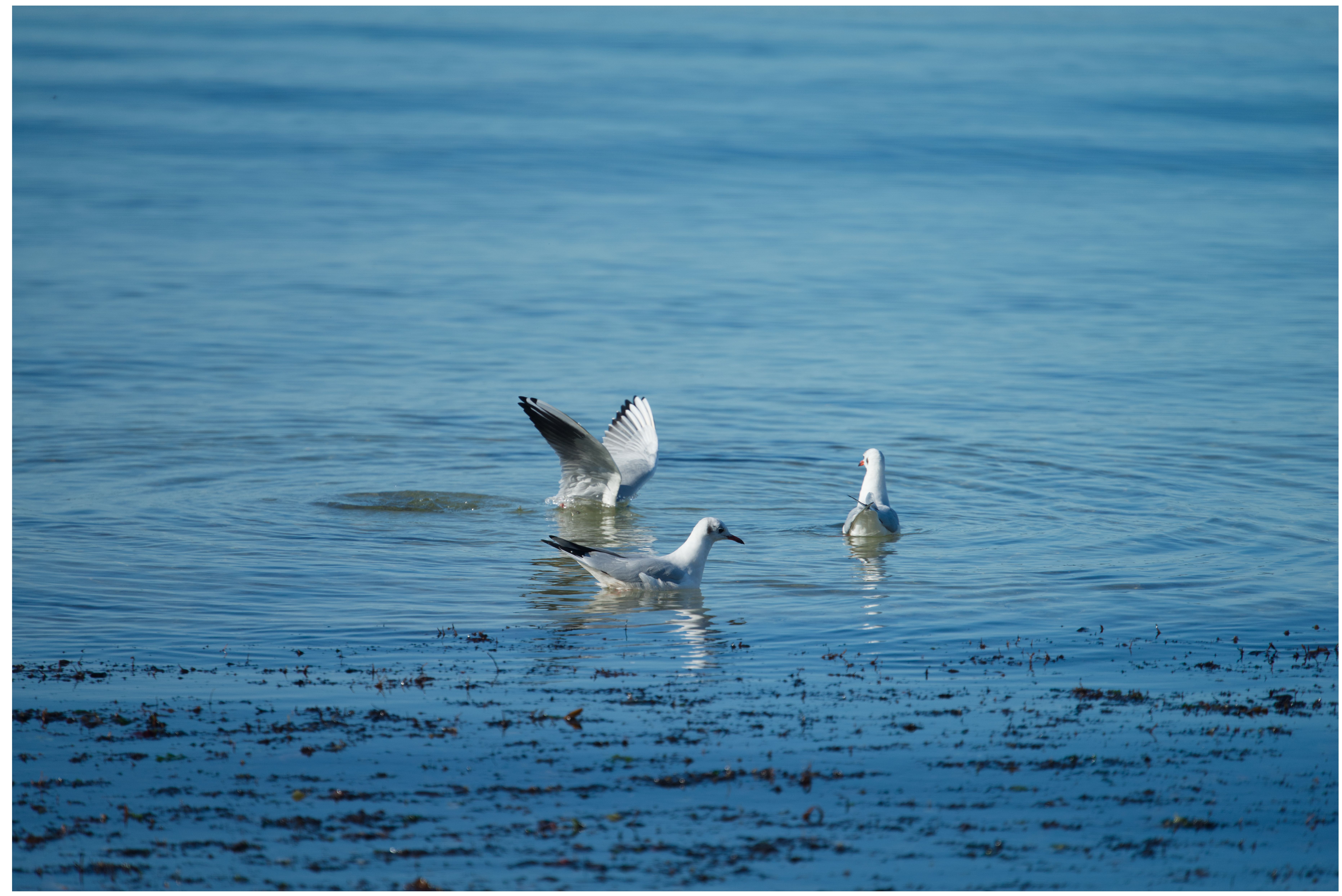 Three seagulls enjoying a sunny day at the tranquil seaside.