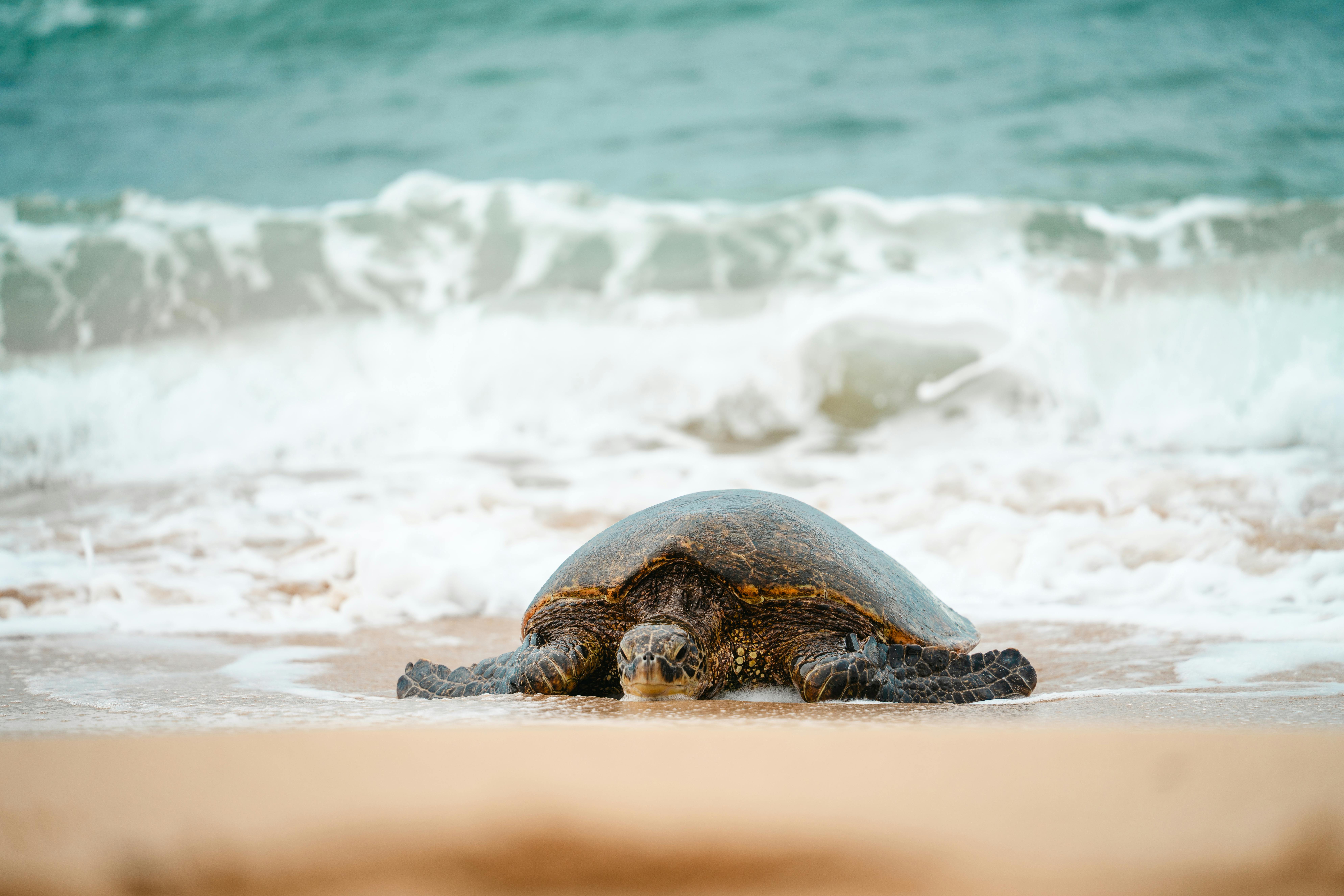 A sea turtle resting on a sandy beach with waves in the background, showcasing coastal wildlife.