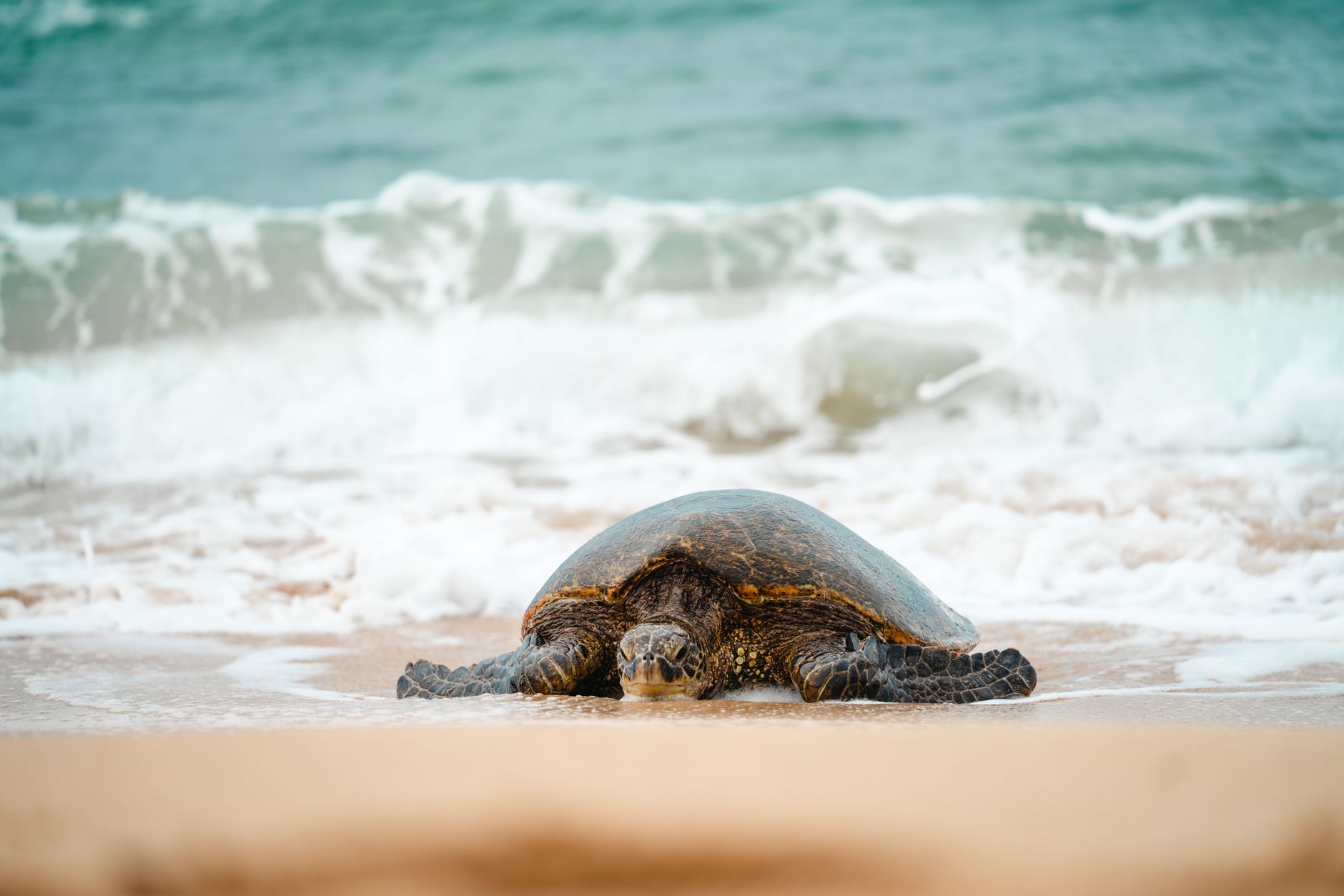 A sea turtle resting on a sandy beach with waves in the background, showcasing coastal wildlife.
