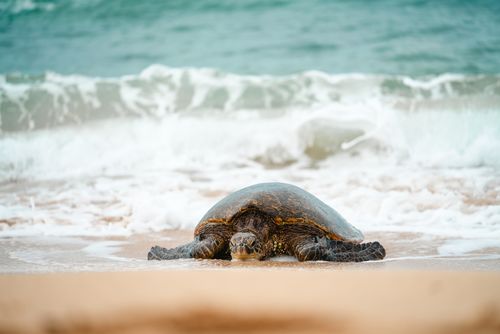 Gratuit Une tortue marine se reposant sur une plage de sable fin, avec les vagues en arrière-plan, illustrant la faune côtière. Photos