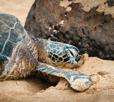 Close-up of a sea turtle resting peacefully on a sandy beach surrounded by rocks.