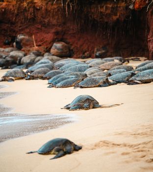 A group of sea turtles resting on a sandy beach near the shoreline, showcasing natural habitat.
