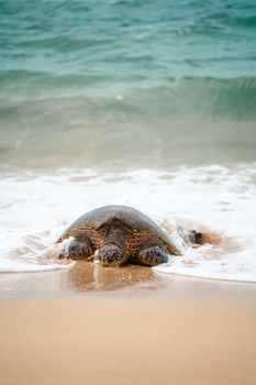 A sea turtle resting on a sandy beach as gentle waves lap at its shell.