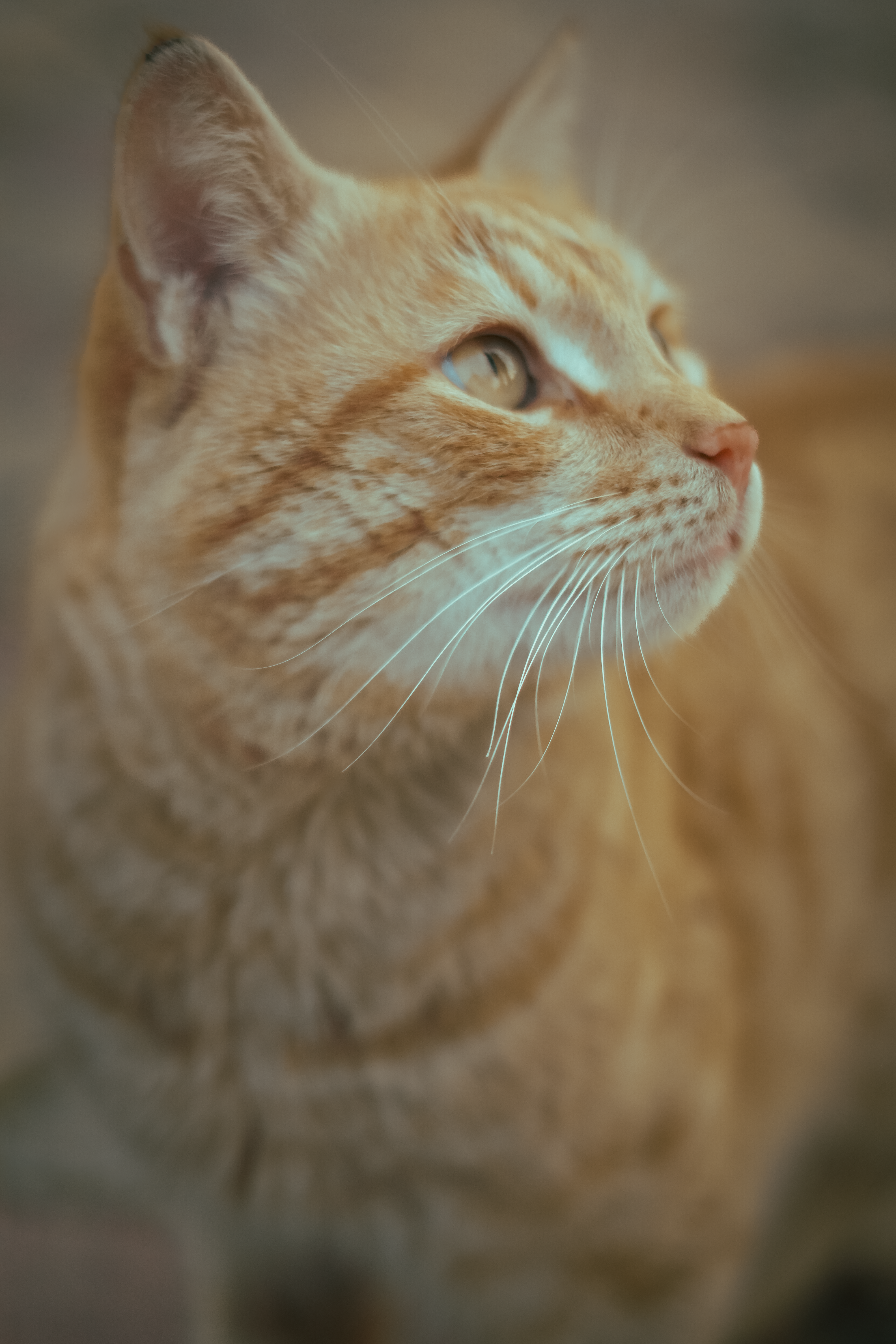 Close-Up Portrait of an Adorable Tabby Cat · Free Stock Photo