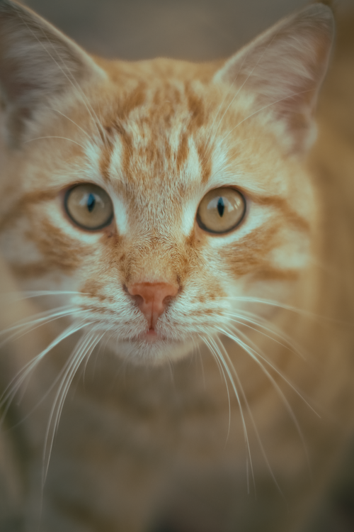 Free Captivating close-up of an adorable tabby cat with striking eyes and whiskers. Stock Photo