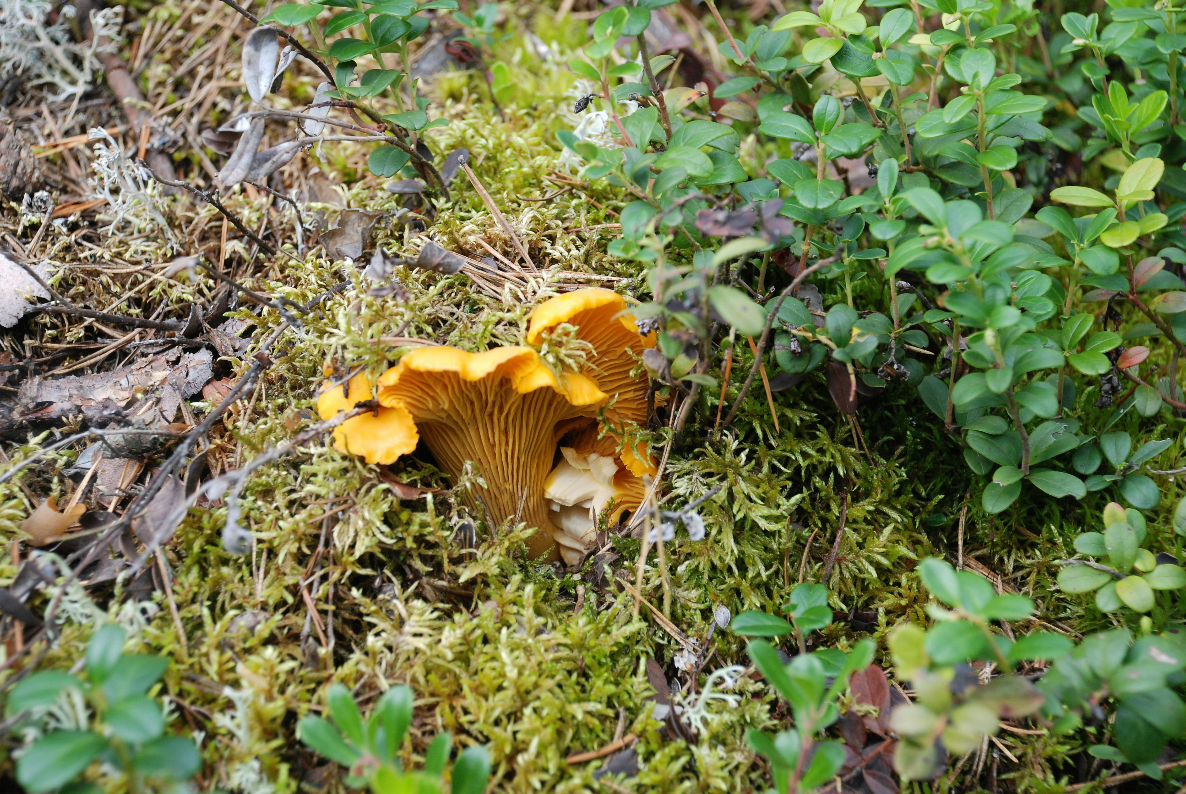Mistaking Toxic Look-Alikes for Edible Plants