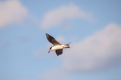 Free An elegant tern in flight against a backdrop of blue skies with wispy clouds. Stock Photo