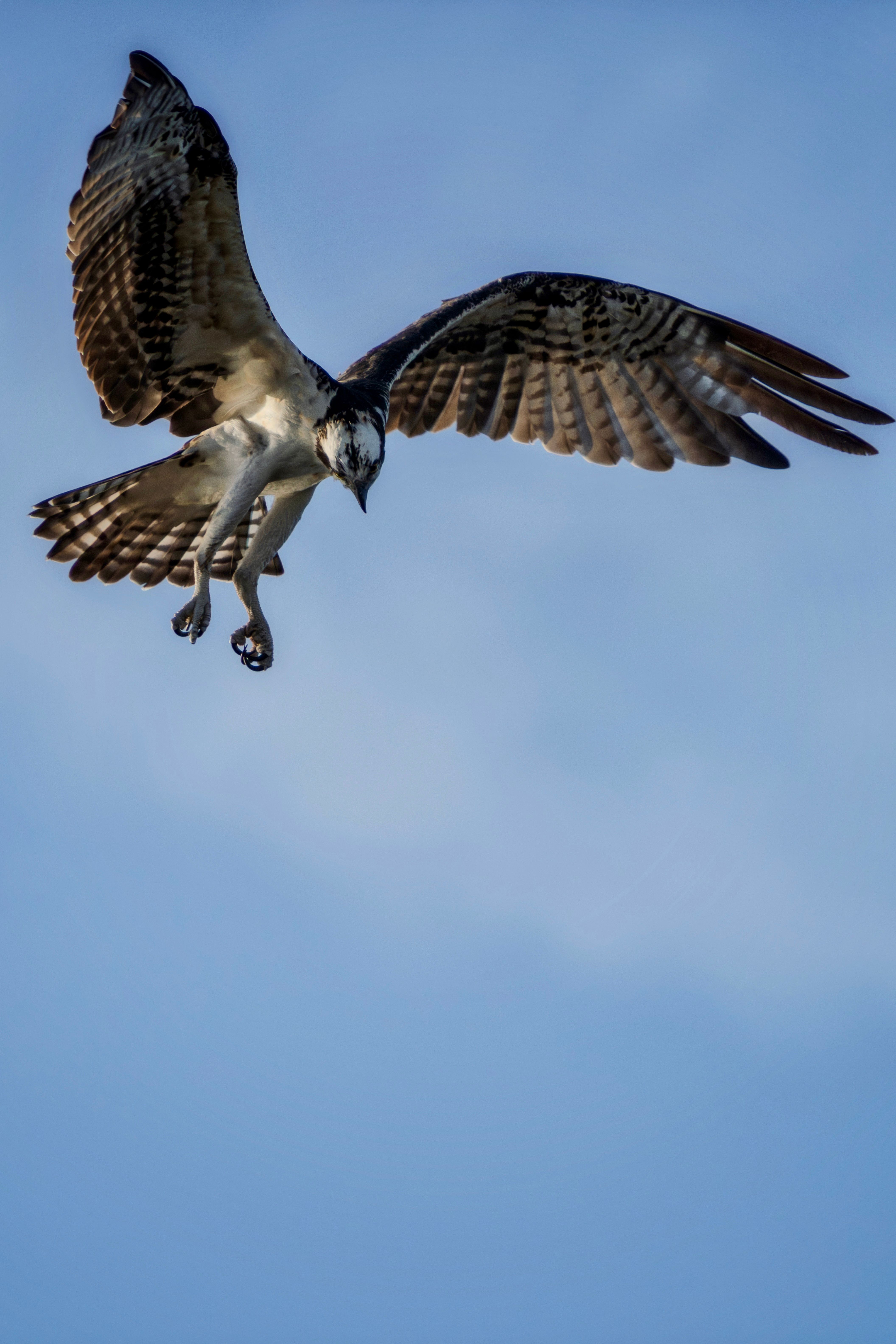 Majestic Osprey in Mid-Air Against Blue Sky · Free Stock Photo