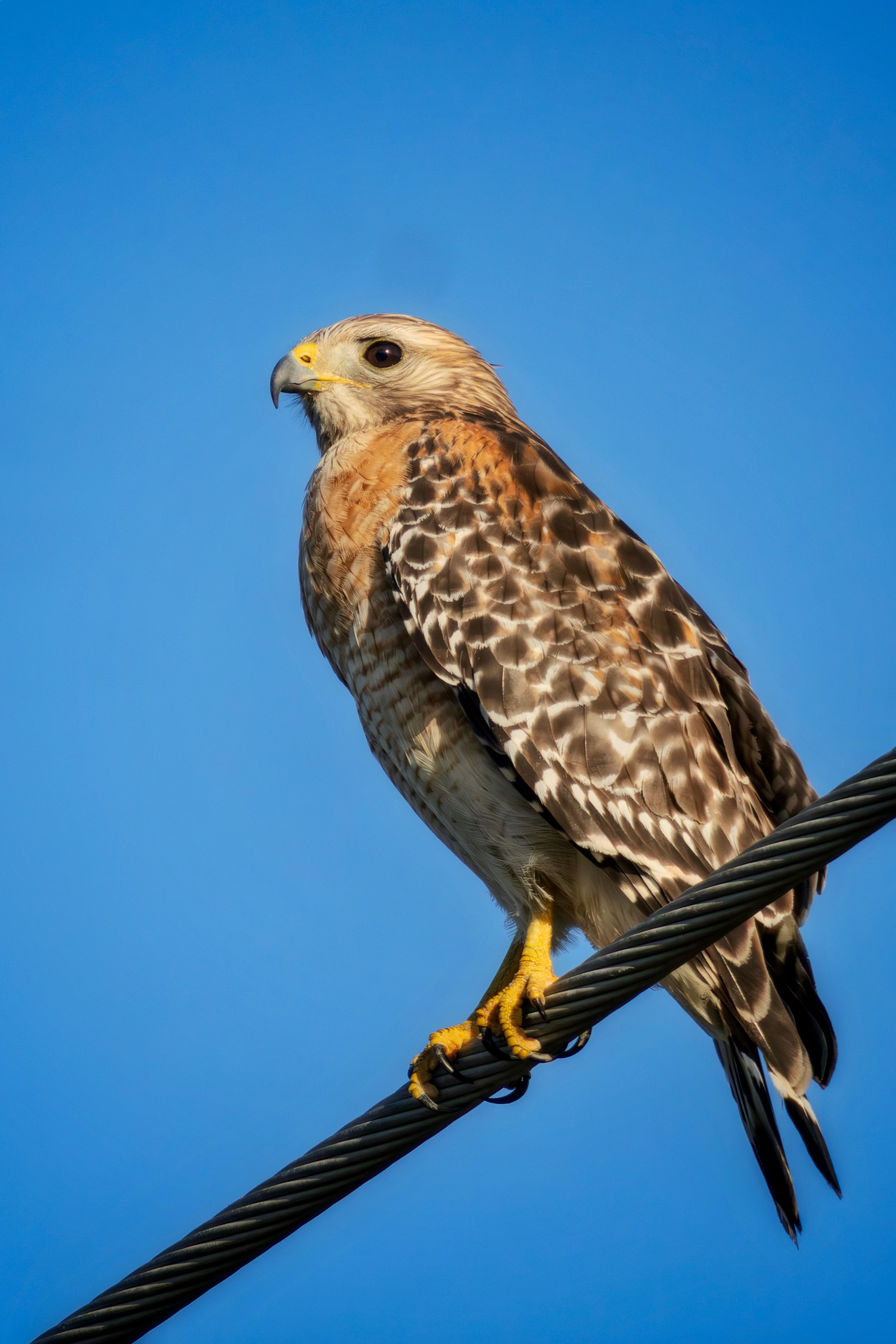 Magnificent Red-shouldered Hawk on a Wire · Free Stock Photo