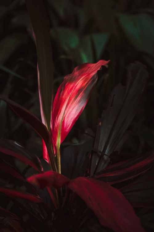 Free A dramatic shot of a red leaf plant illuminated in a dark background in São Paulo, Brazil. Stock Photo