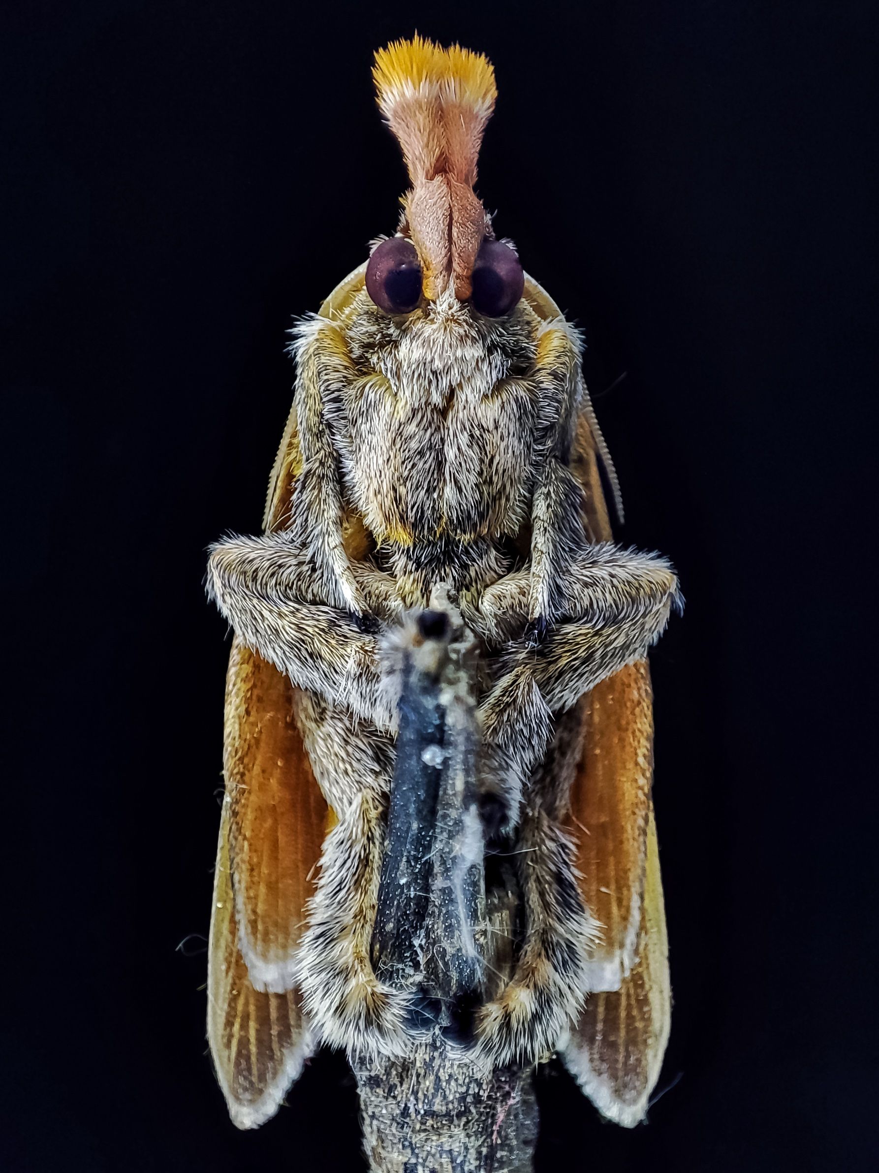 Close-up of Moth with Unique Head Structure · Free Stock Photo