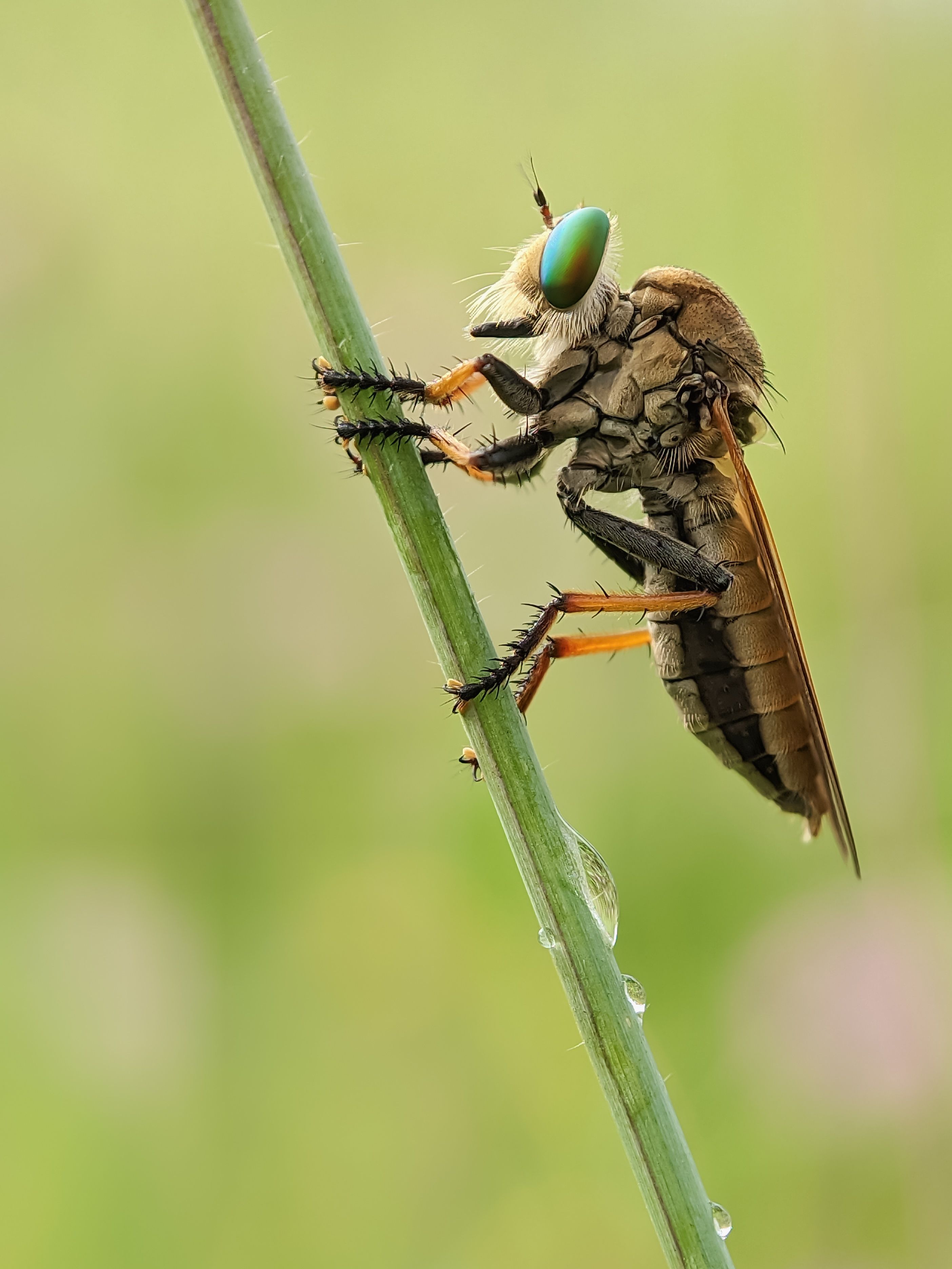Close-Up of Robber Fly on Grass Stem · Free Stock Photo